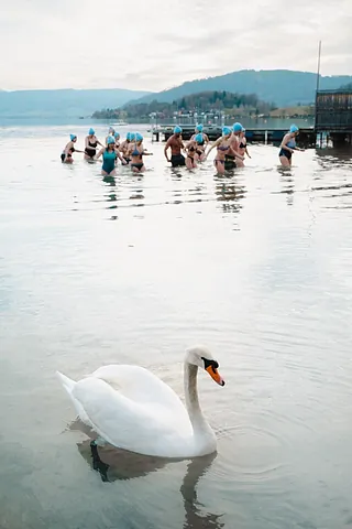 Eisbaden mit Schwan