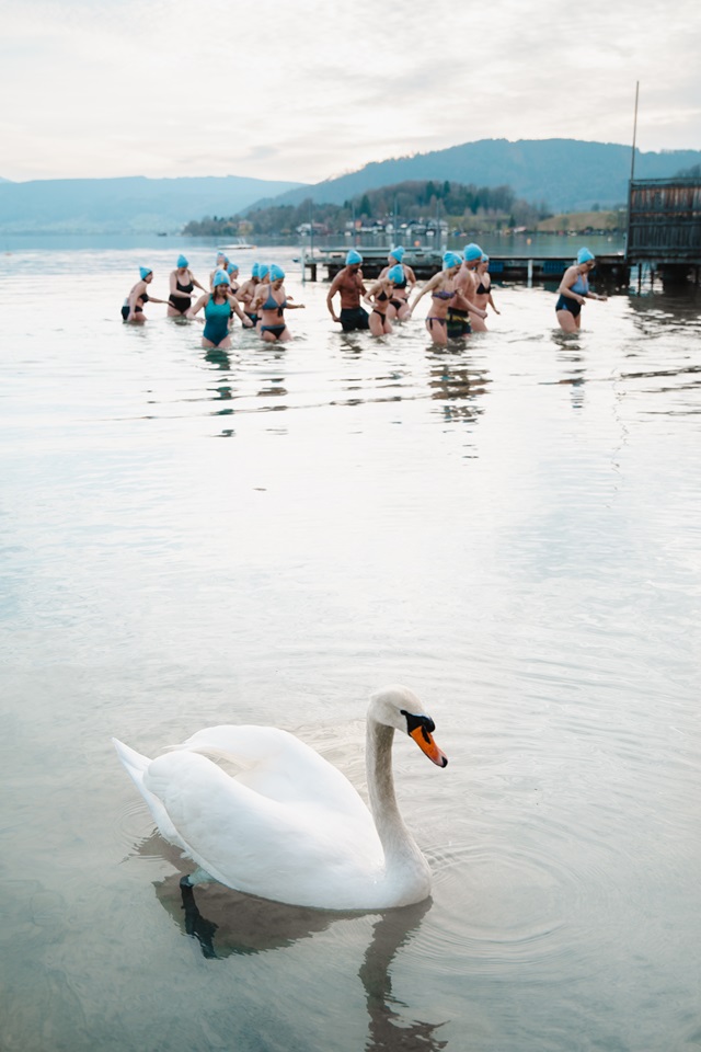 Eisbaden mit Schwan